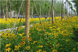 黑心菊種子 黑心菊種子