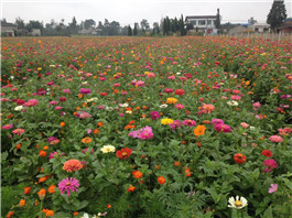 野花組合花種 野花組合花種
