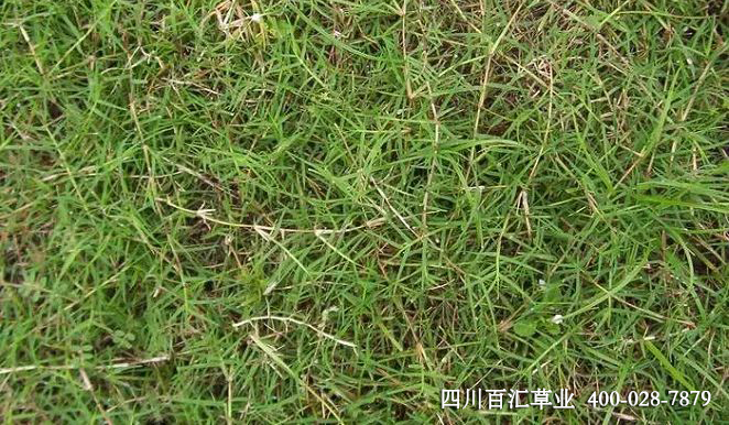 狗牙根草種 狗牙根草種