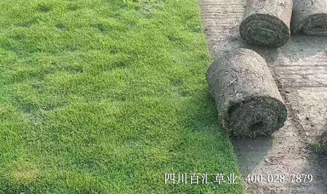 臺灣二號草坪 臺灣二號草坪