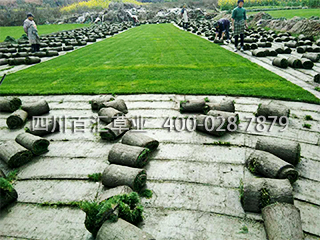 混播草坪 混播草坪