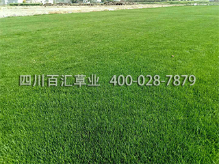 混播草坪 混播草坪