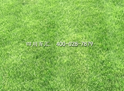 混播草坪 混播草坪