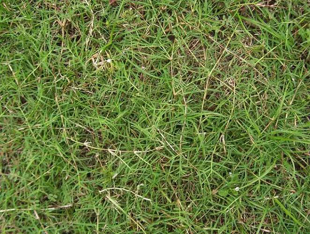 狗牙根草種 狗牙根草種