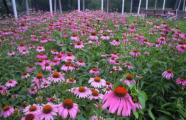 花種紫松果菊 紫松果菊種子