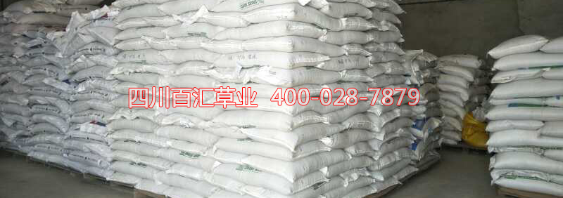 高羊茅草種報價 高羊茅草種報價