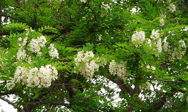 護坡灌木刺槐種子 護坡灌木刺槐種子