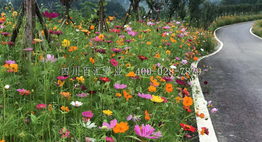 四川花卉種子 四川花卉種子