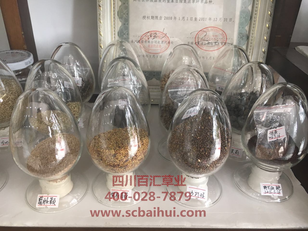 綠化草種子sqfb2020031201.jpg 綠化草種子