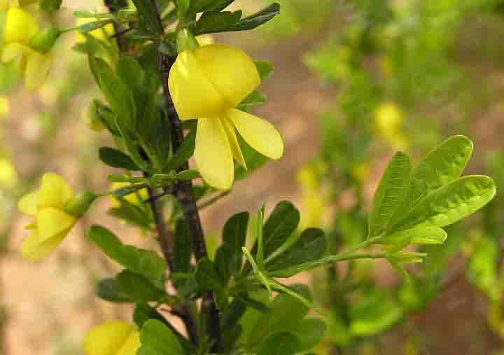 四川檸條種子 四川檸條種子