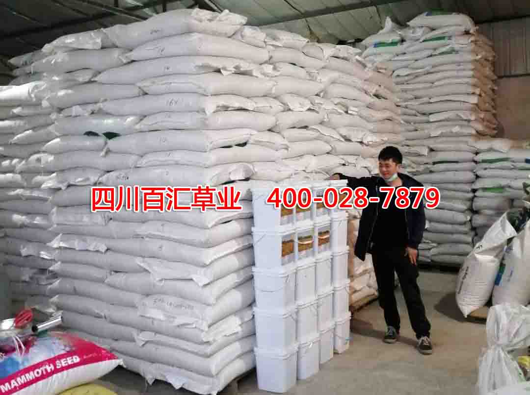 成都護坡綠化草種 成都護坡綠化草種