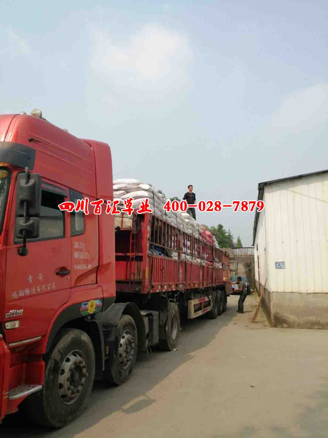 藏區披堿草種子 藏區披堿草種子