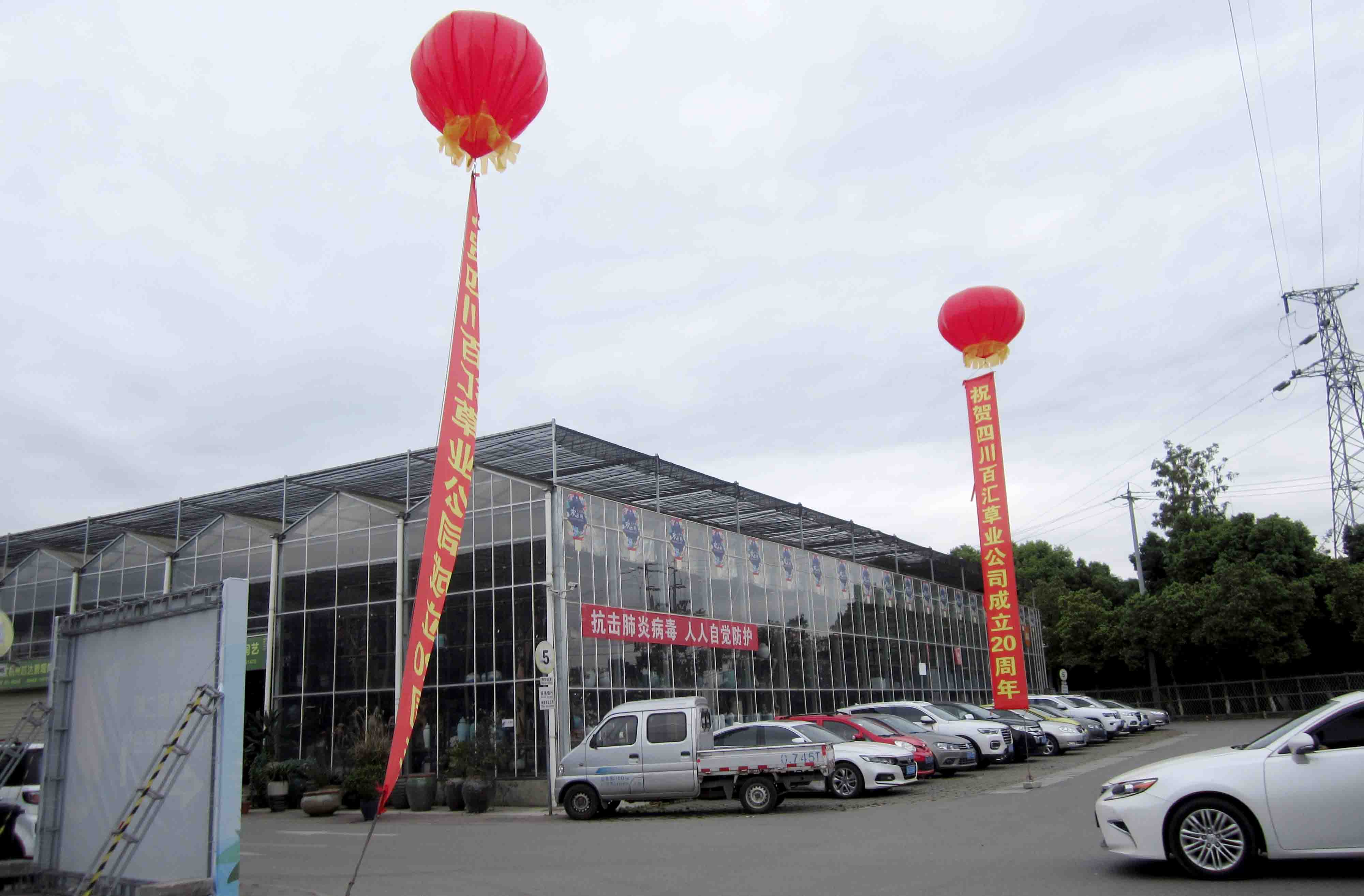 四川格桑花種子 四川格桑花種子