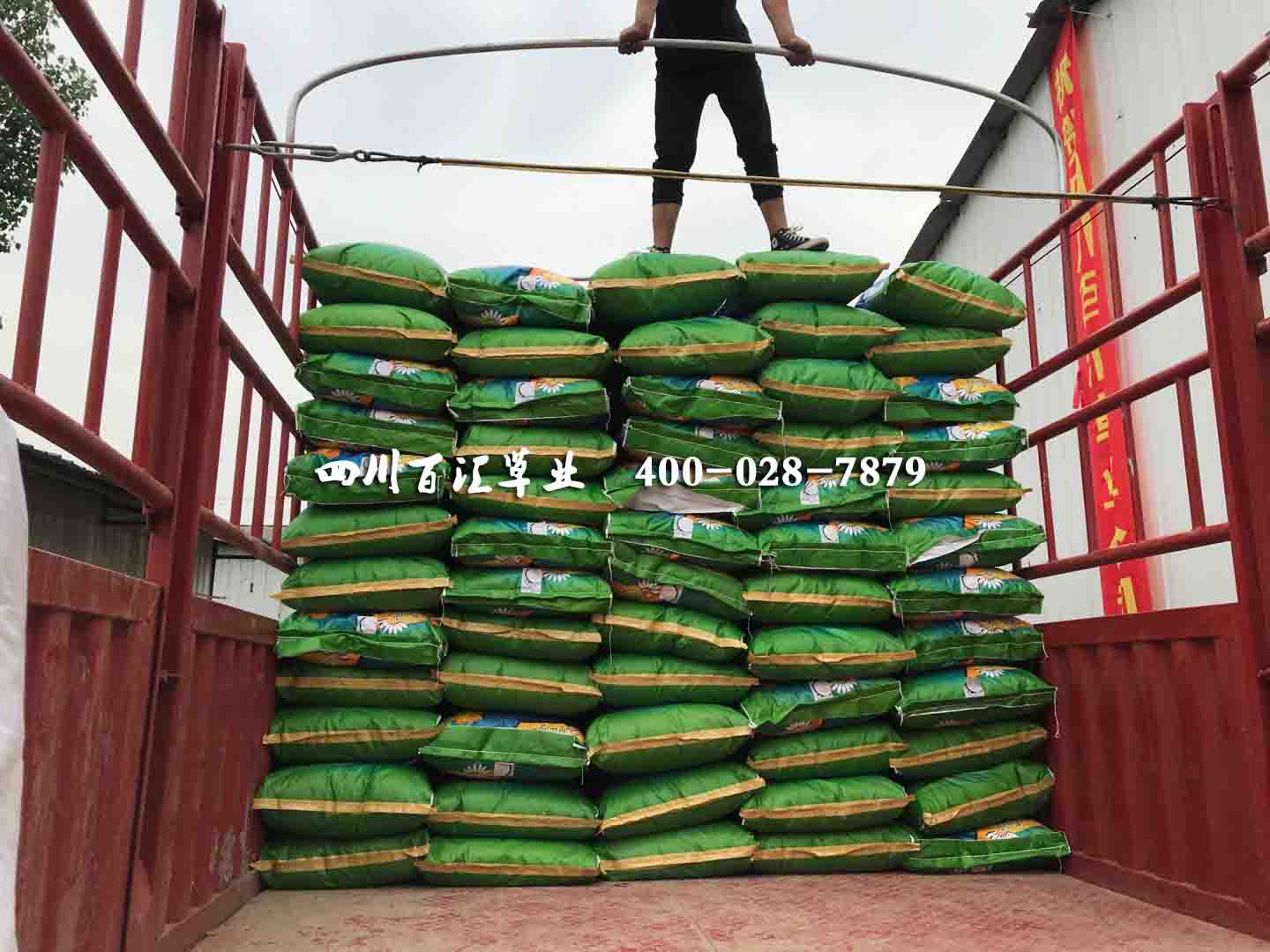 西藏花草種子供應商 西藏花草種子供應商