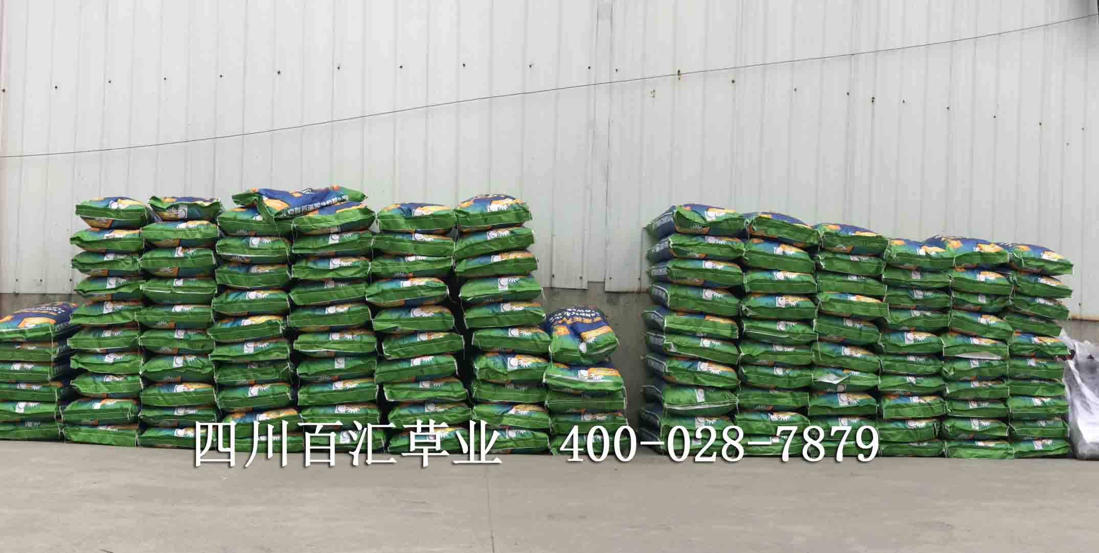 川西高原草種子 川西高原草種子