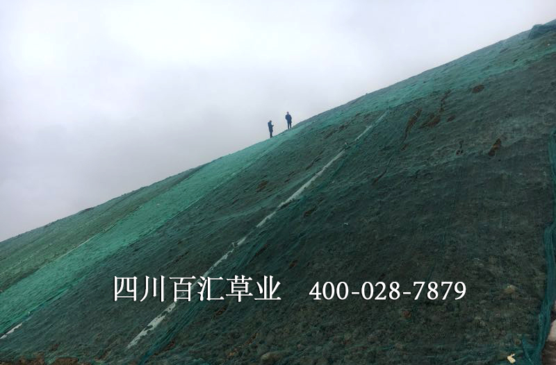 西藏綠化護(hù)坡草種 西藏綠化護(hù)坡草種