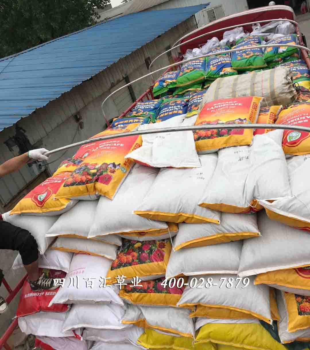 道路護(hù)坡綠化花草種子 護(hù)坡綠化花草種子