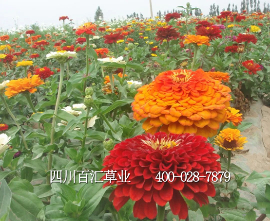 花種百日草 花種百日草