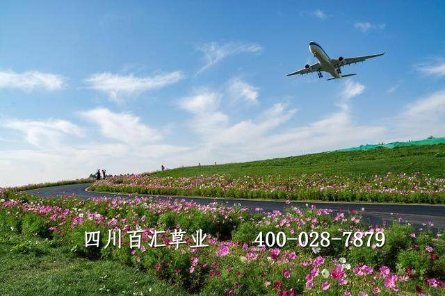 格桑花種子多少錢一斤 格桑花種子多少錢一斤