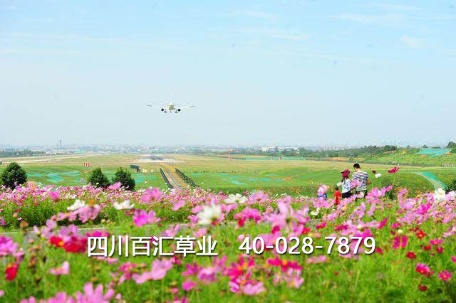 格桑花種子 格桑花種子