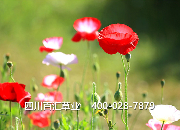 成都虞美人種子 成都虞美人種子