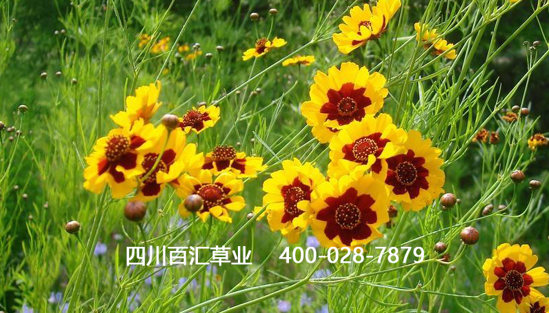 蛇目菊 -bhzx -sqfb 2020090702.jpg