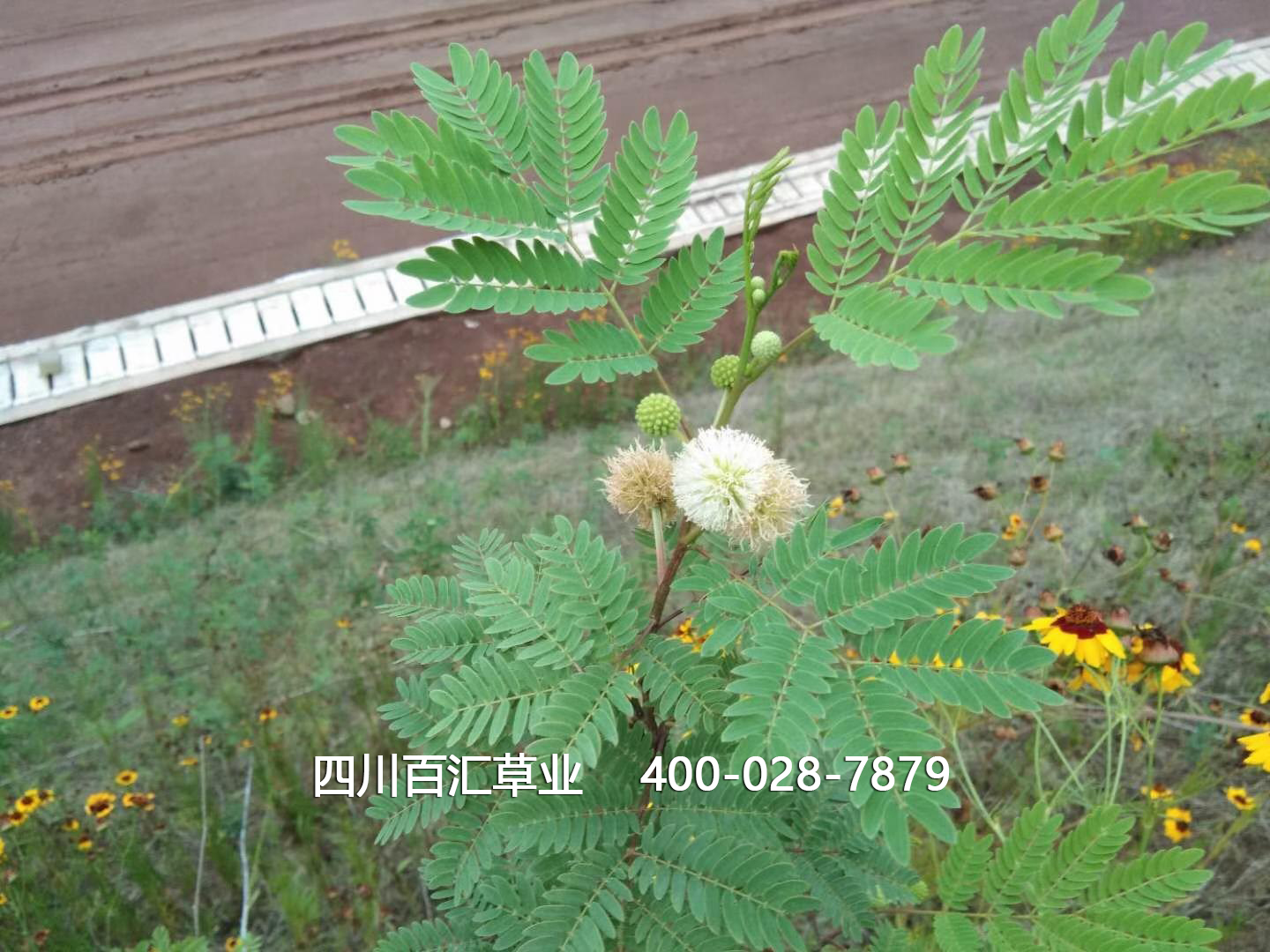 護坡灌木銀合歡 護坡灌木銀合歡