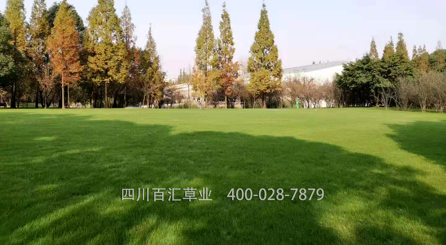 混播草坪多少錢一平方 混播草坪多少錢一平方