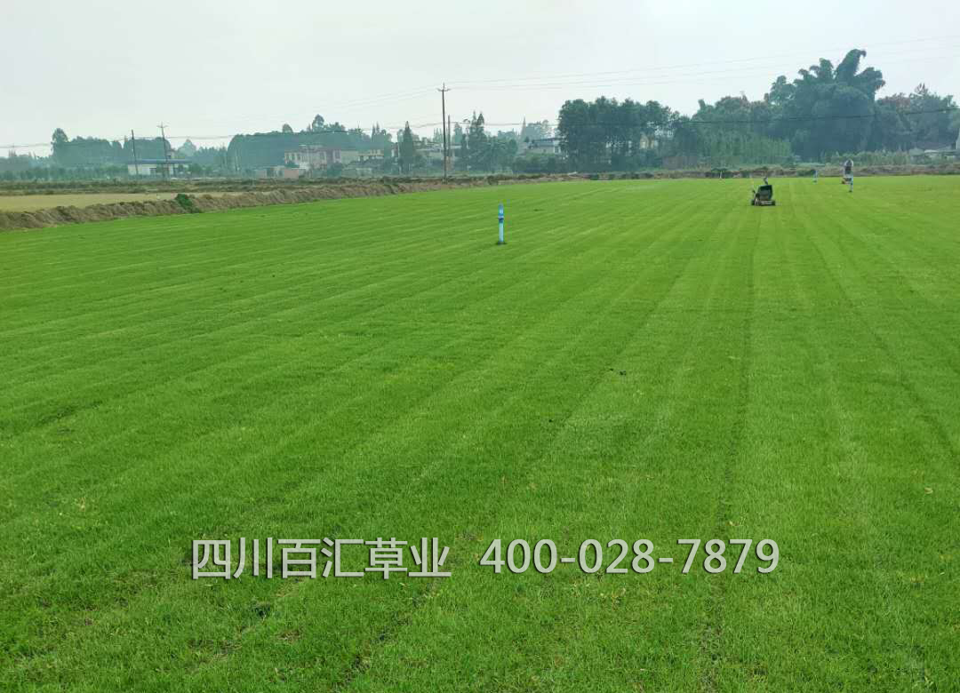 混播草坪草種比例 混播草坪草種比例