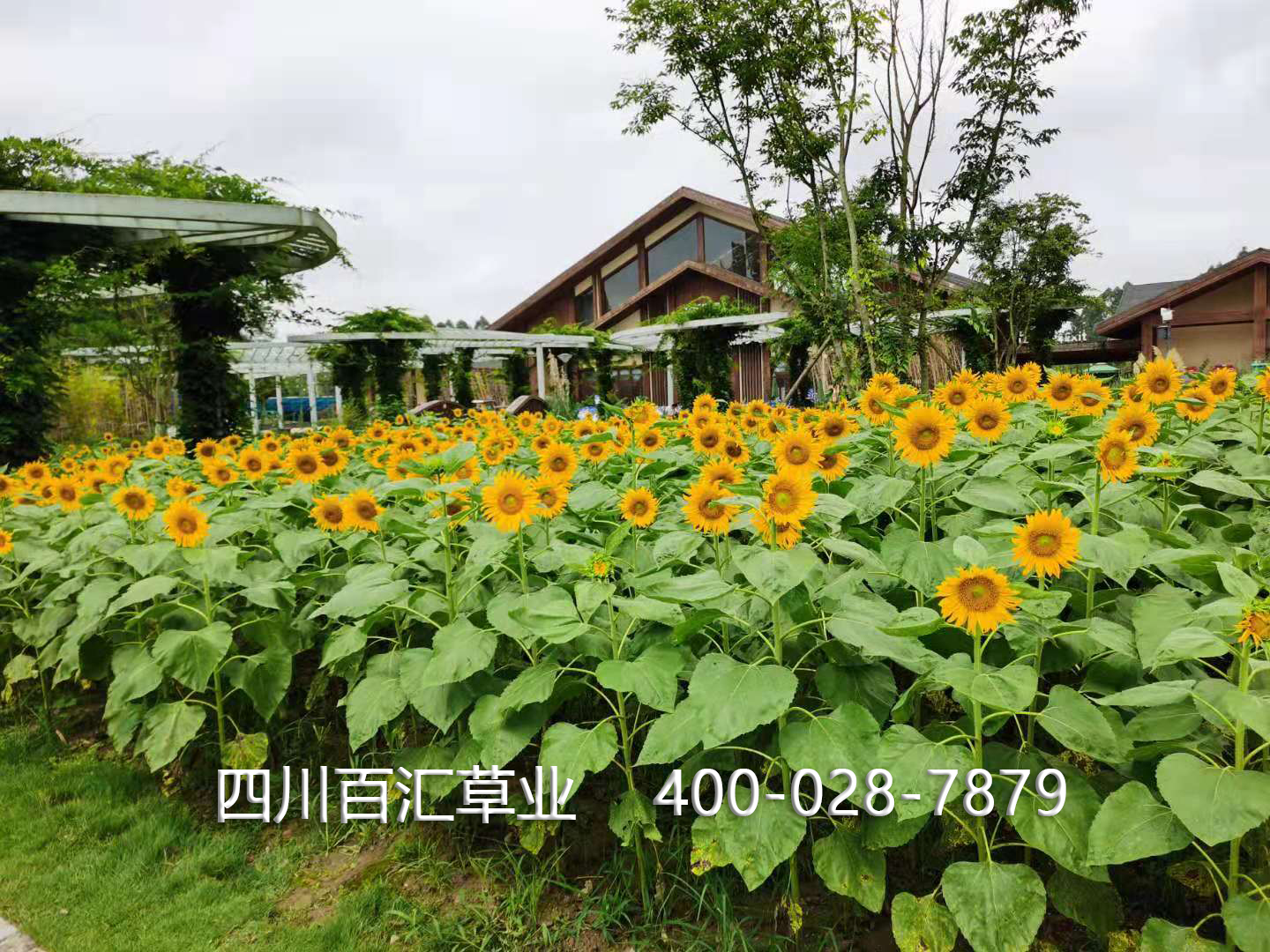 向日葵花種子 向日葵花種子