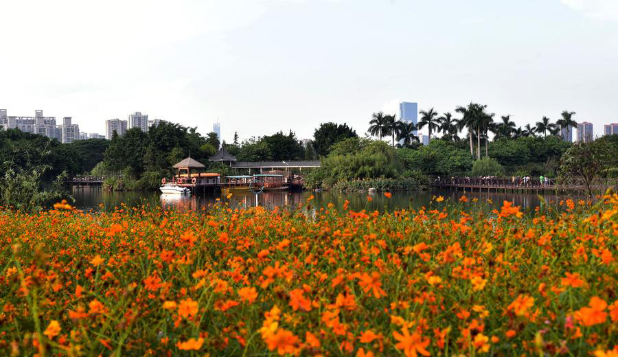 硫華菊種子 硫華菊種子