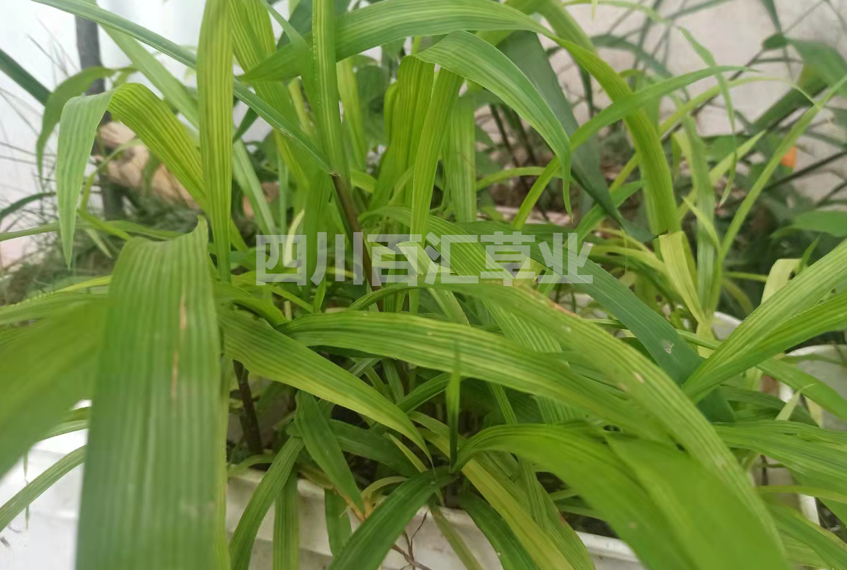 寬葉雀稗種子 寬葉雀稗種子