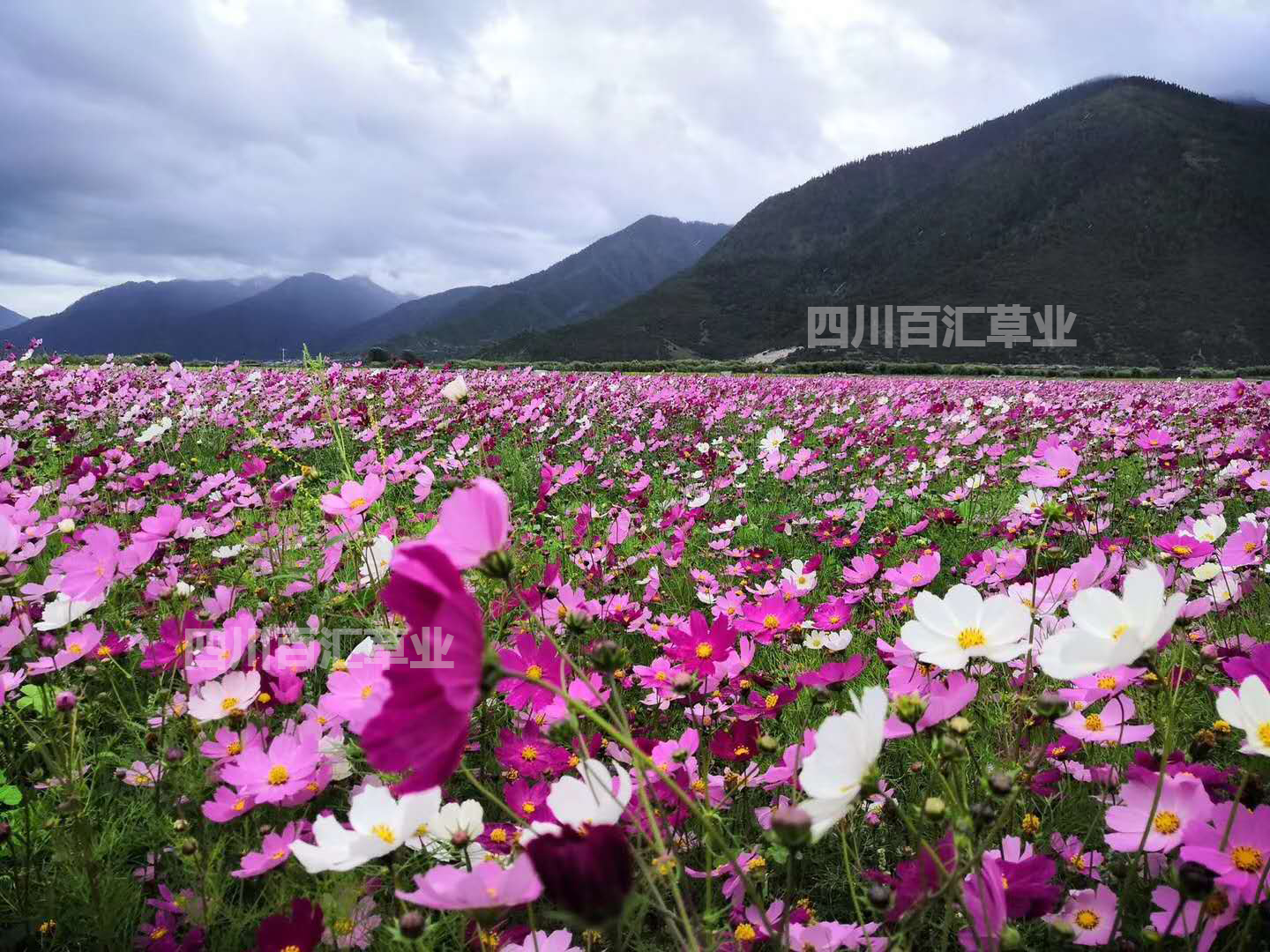 適合現(xiàn)在播種的花 適合現(xiàn)在播種的花