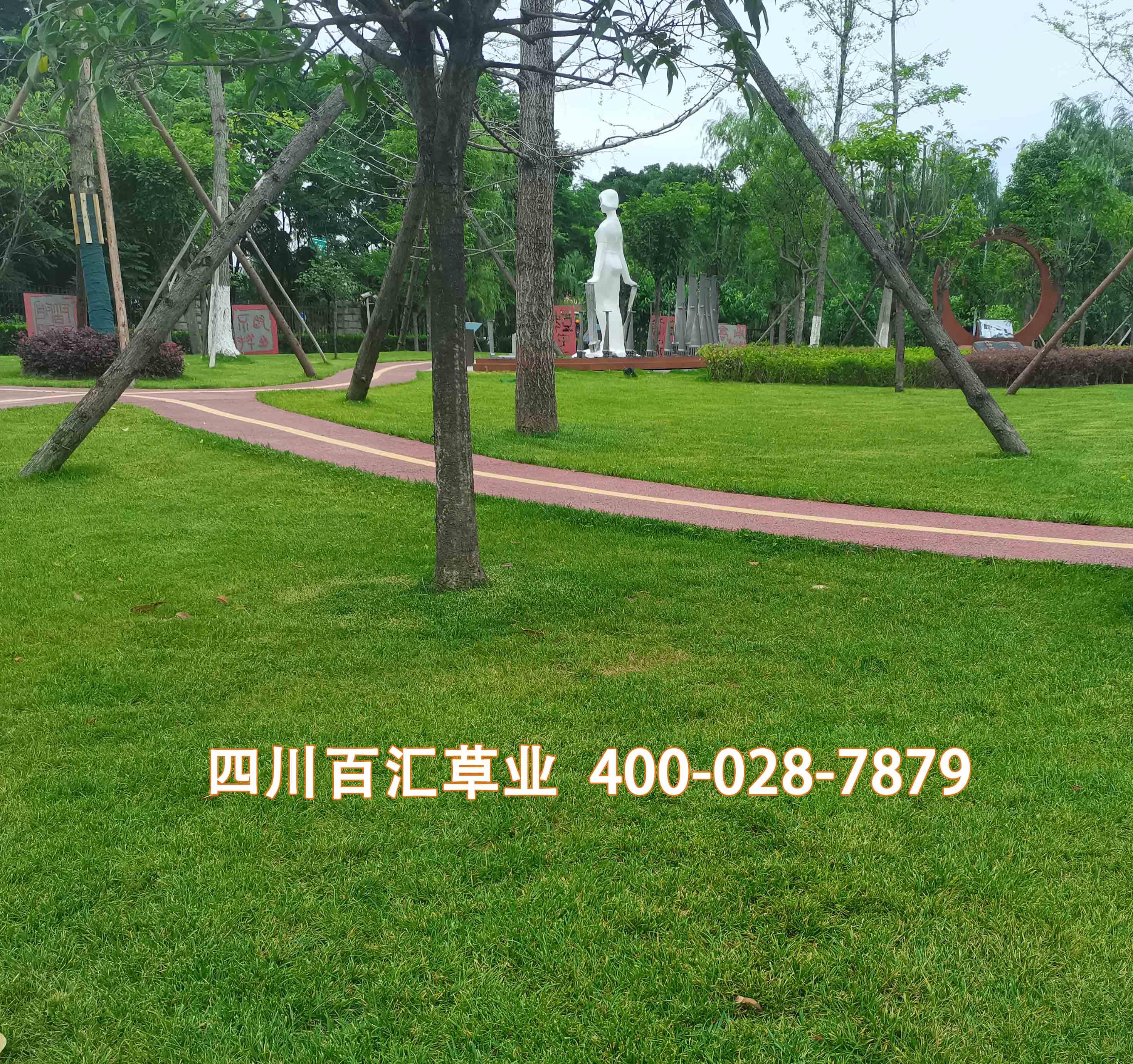 混播草坪 案例2024-06-28-1.jpg