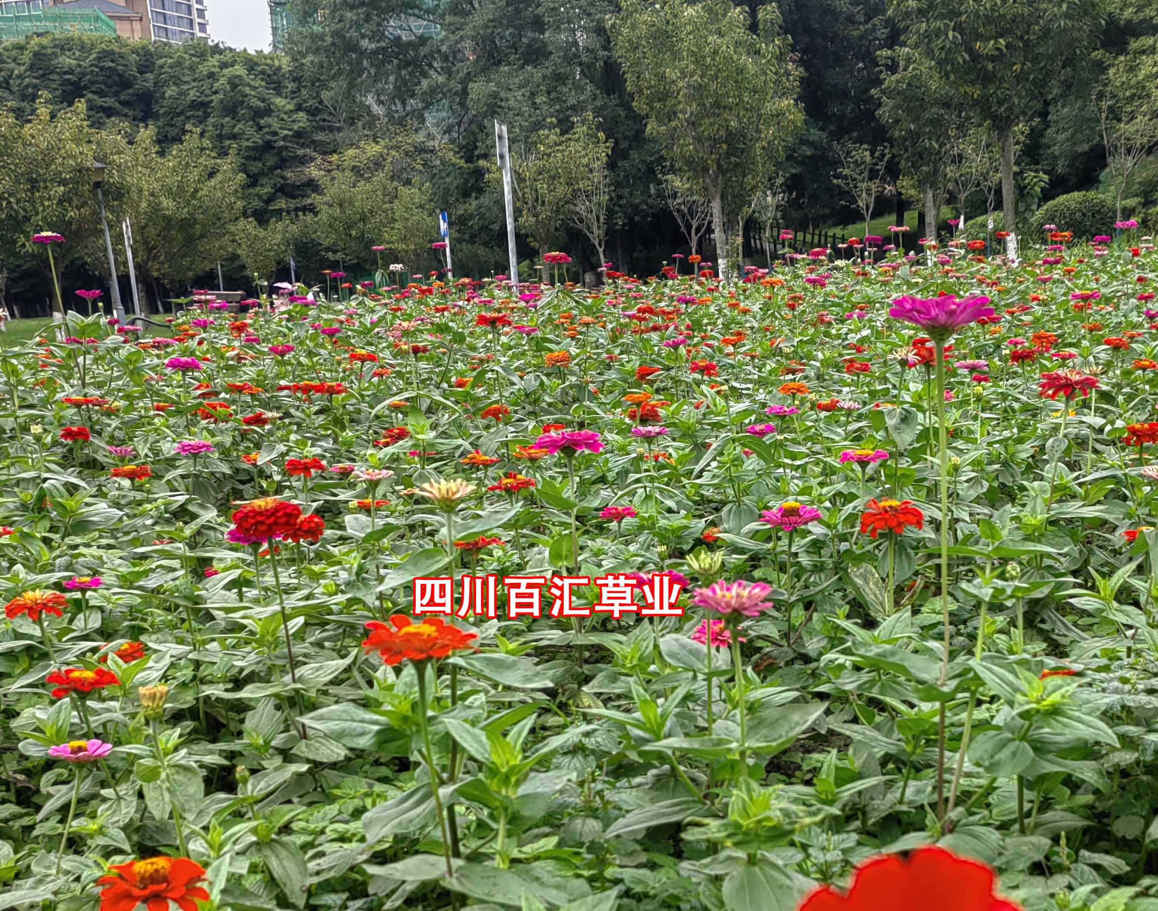 百日草種子 百日草種子