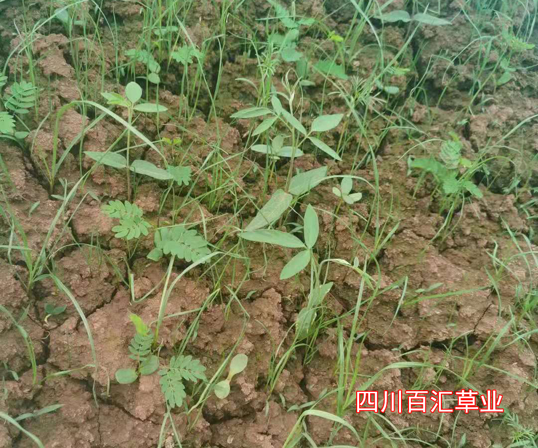 2024-9-9邊坡草種灌木種子.jpg 邊坡混合草種