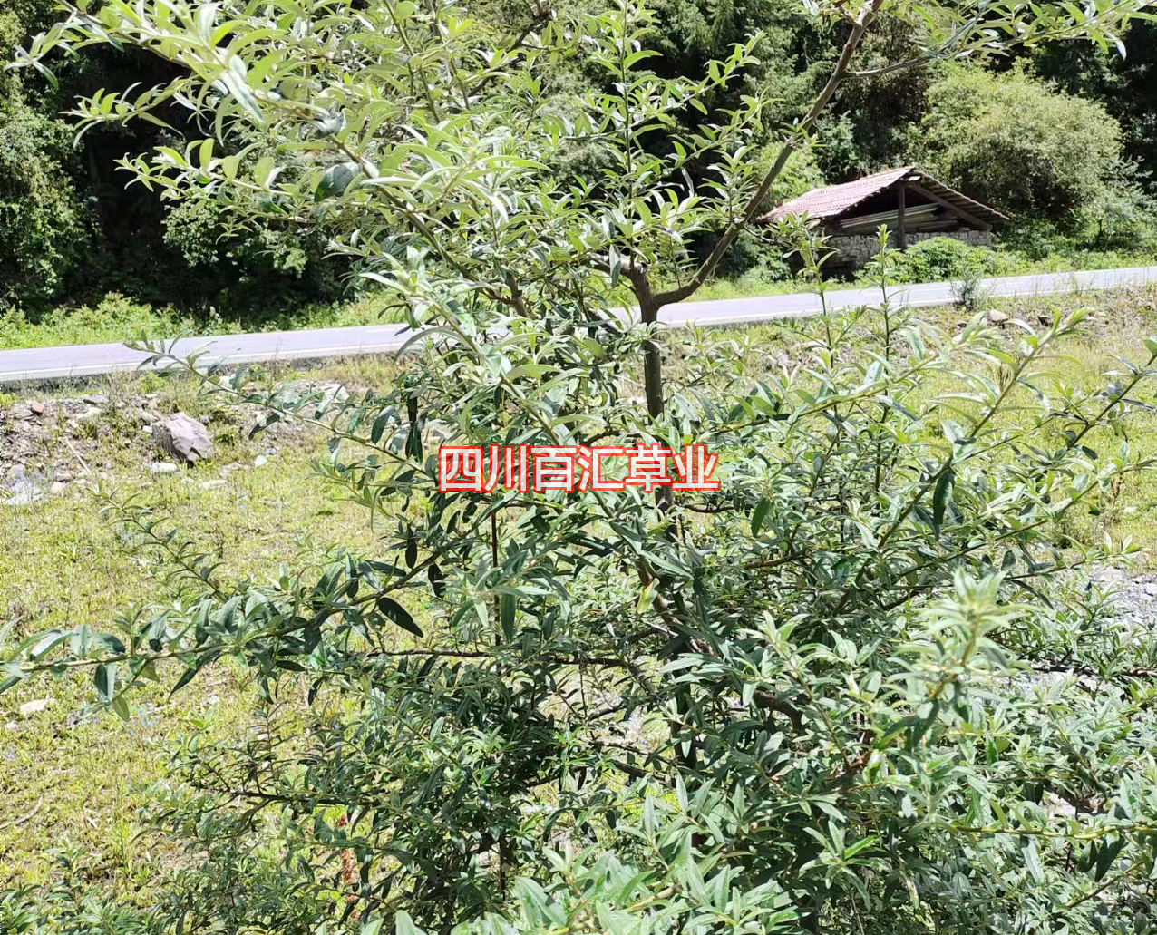 沙棘灌木種子 沙棘灌木種子